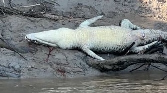 The dead crocodile on the Daly.