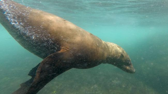 Seals near Montague Island. Picture: Toby Zerna