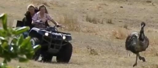 A still from a video of motorcyclists chasing an emu in the Latrobe Valley. Picture: Facebook