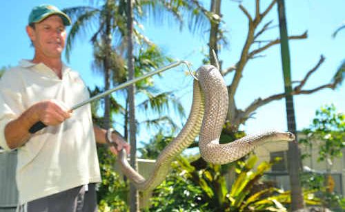 Steve McEwan with eastern brown snake John.