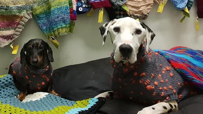 A photo of an unnamed dachshund and Barry the dalmatian posted by Storybook Farm-Sacred Animal Garden on Tuesday March 19th. 