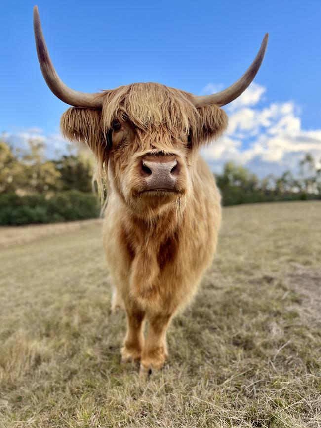 Scottish Highland cows are a drawcard at Luna Lodge. Picture: Linda Smith