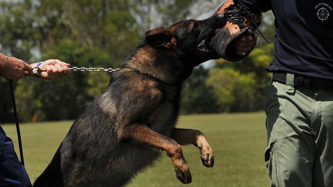 Sergeant Roger Mayer practicing a handler protection drill with NT Dog Squad�s Riva Zio and Beno.Beno the dog was donated to the NT Police Dog Squad in commemoration of slain police officer Brett Meredith.