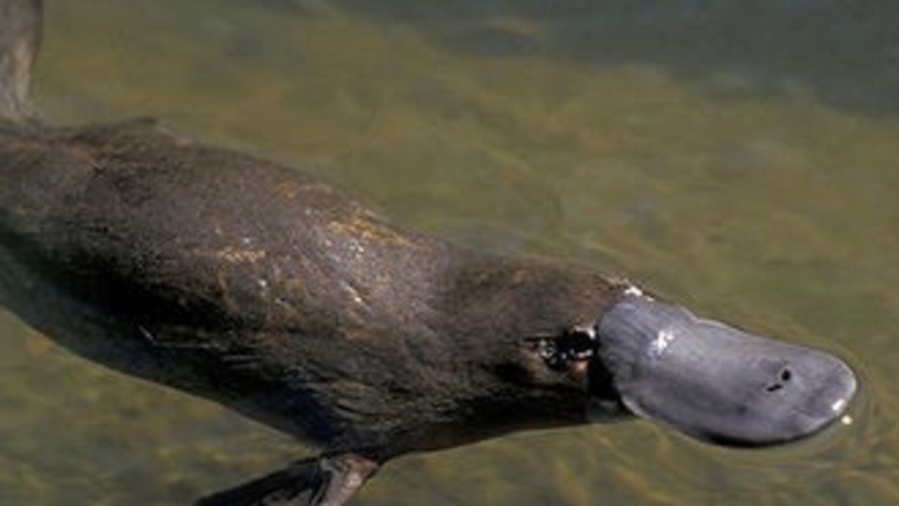 Platypuses have been listed as ‘near threatened’. Picture: Brett's Outback tasting Adventures