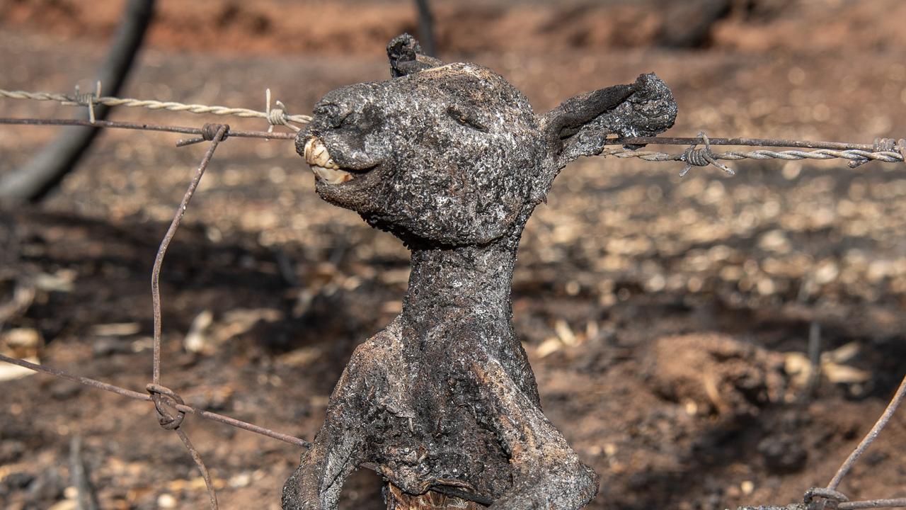 australian-bushfires-millions-of-animals-dead-or-euthanised-news