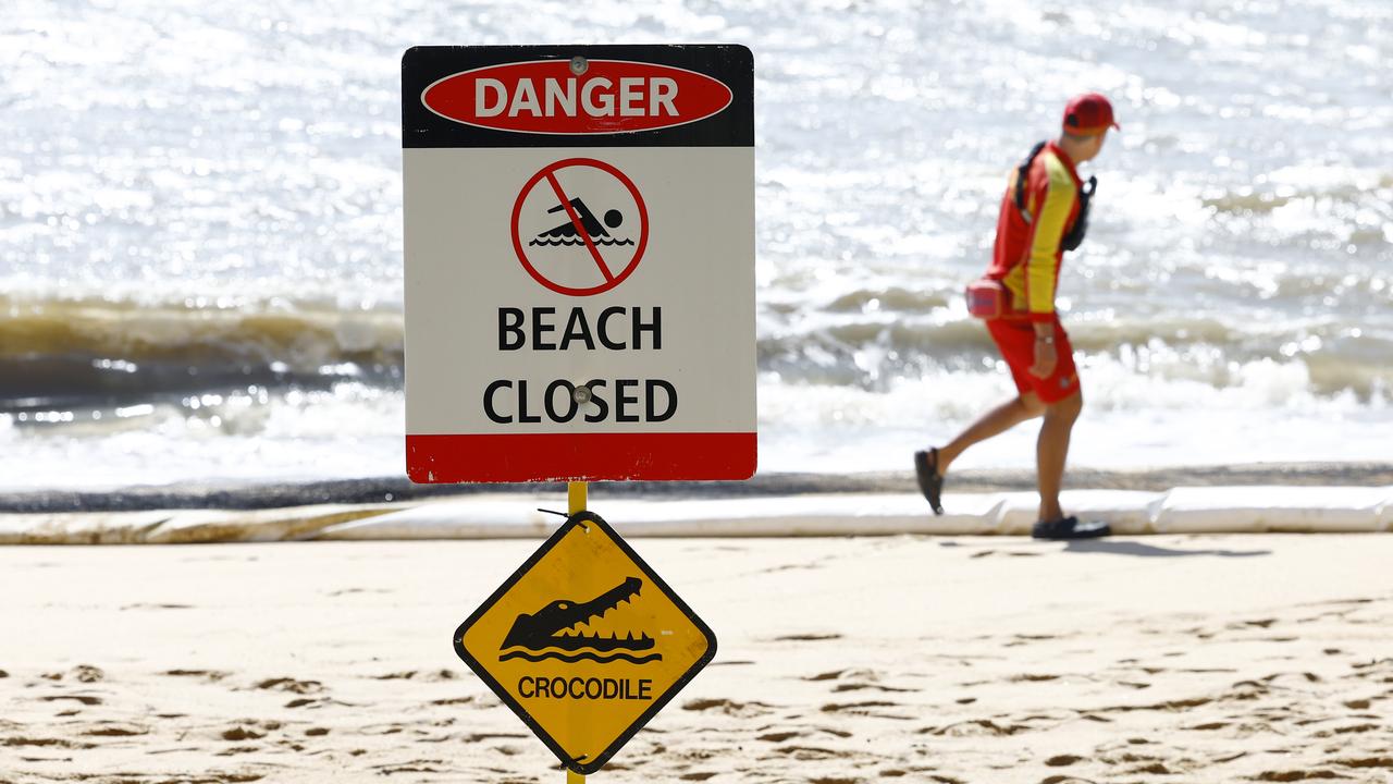 ‘Trying to find their mate’: Crocs on the move, The Strand closed