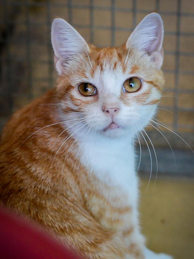 Popcorn, 1, likes using her litter tray and would be suited to a life indoors.