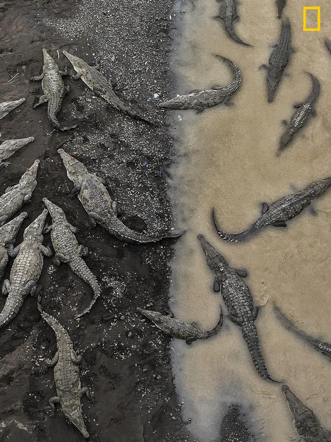 Crocodiles at Rio Tarcoles. This image was captured in Costa Rica when I was travelling from Monteverde to Playa Hermosa. Picture: Tarun Sinha / National Geographic Travel Photographer of the Year