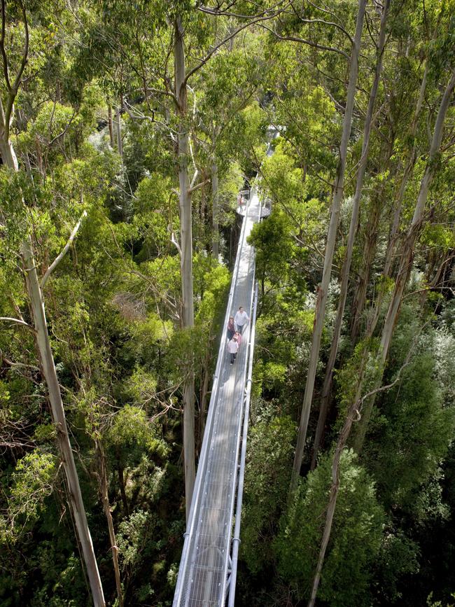 The 600m-long, 25m-high treetop walk at Otway Fly.