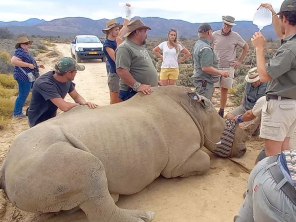 Now, under strict veterinary and medical guidance, horns are trimmed to lower the potential value of the loot. Picture: Inverdoorn