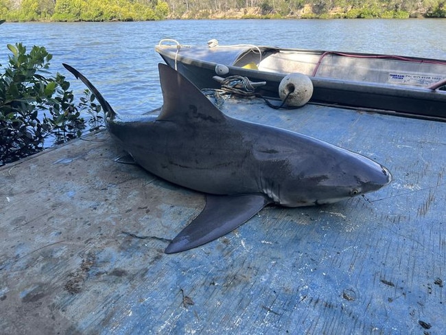 Bull Shark caught at Burrum River. 3rd catch in 2 weeks