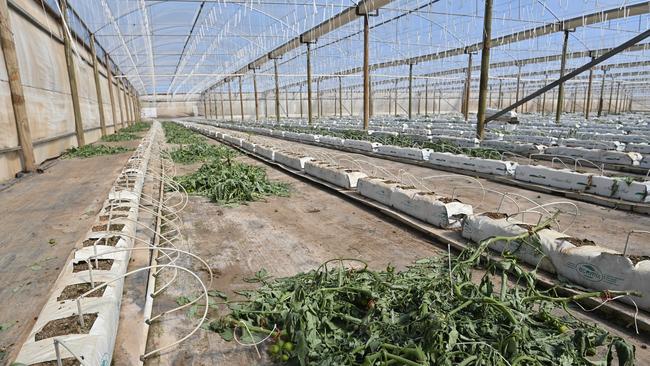 Harry Kapiris is considering legal action in the wake of biosecurity officers issuing him with an order in August to rip up $1.1m worth of tomato plants. Picture: Keryn Stevens