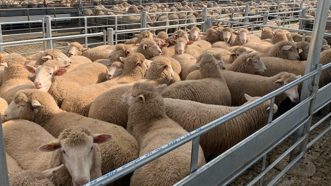 Lamb prices: Wagga Wagga lamb market sale sees prices dip again | The ...