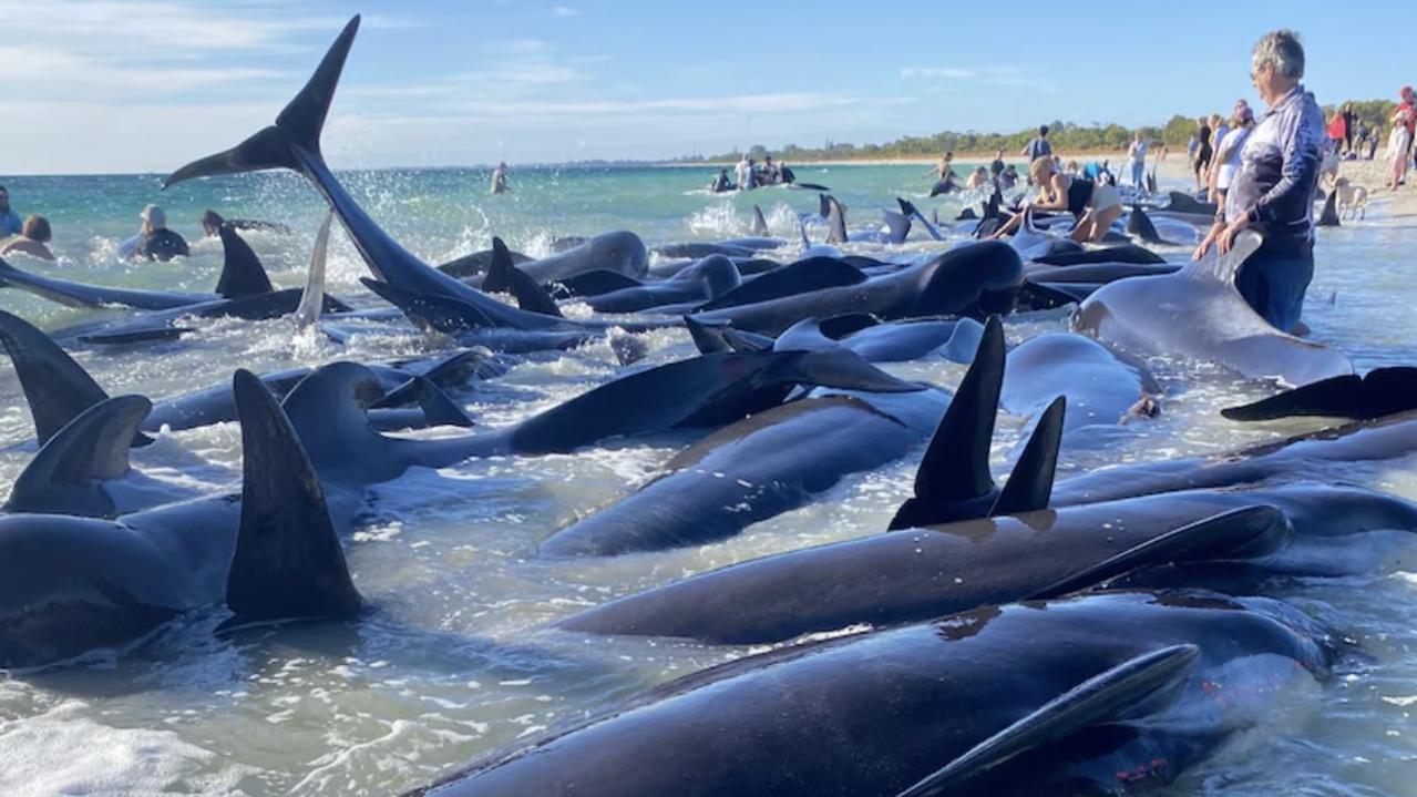 Mass stranding of pilot whales at Toby Inlet near Dunsborough in Western Australia. Picture: ABC News: Anna-Lise Murch