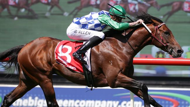 Fifty Stars has joined the David Hayes stable. Picture: AAP 