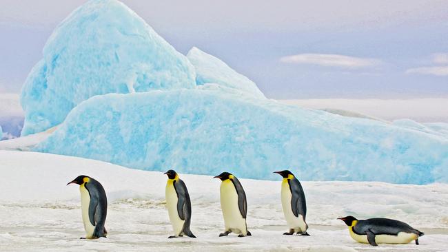 Five Emperor Penguins traveling on the ice in front of a blue iceberg, Antarctica.