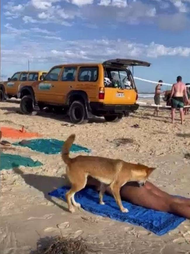 A dingo approached a group of tourist who weren’t watching their surroundings. Picture: Supplied/Department of Environment and Science