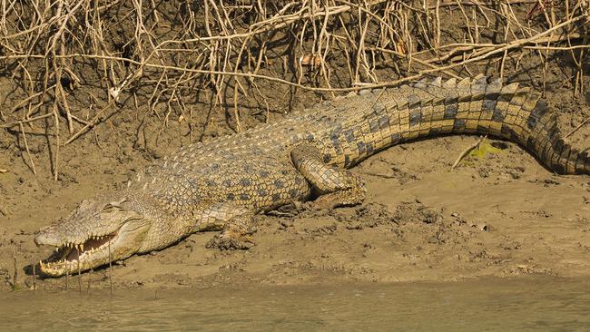 A 13-year-old boy was attacked by a crocodile in Numbulwar’s mangroves. Picture: Supplied