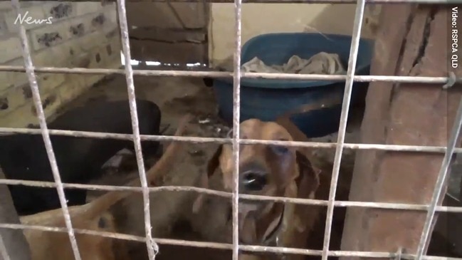 Disabled dogs running around at Storybook Farm Sacred Animal Garden Rescue