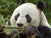 Zoo set for full review after boy’s dramatic rescue from panda enclosure
