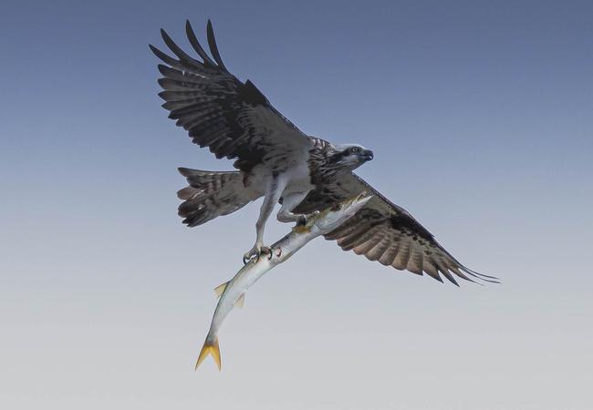 An eastern osprey carrying a large snook on the Port Lincoln foreshore. Picture: Christine Georgio