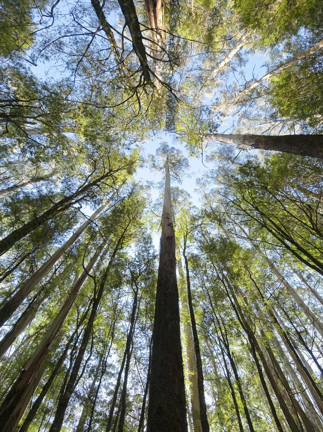 Looking up at huge Eucalyptus trees in the Grampians, Victoria, Australia. Photo – istock Escape 7 August 2022 kendall