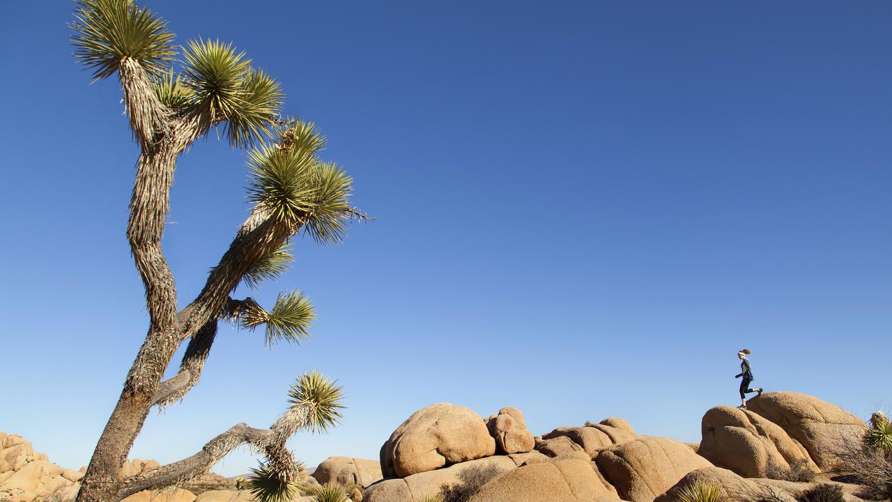 Yes, U2 did name an album after this tree. 