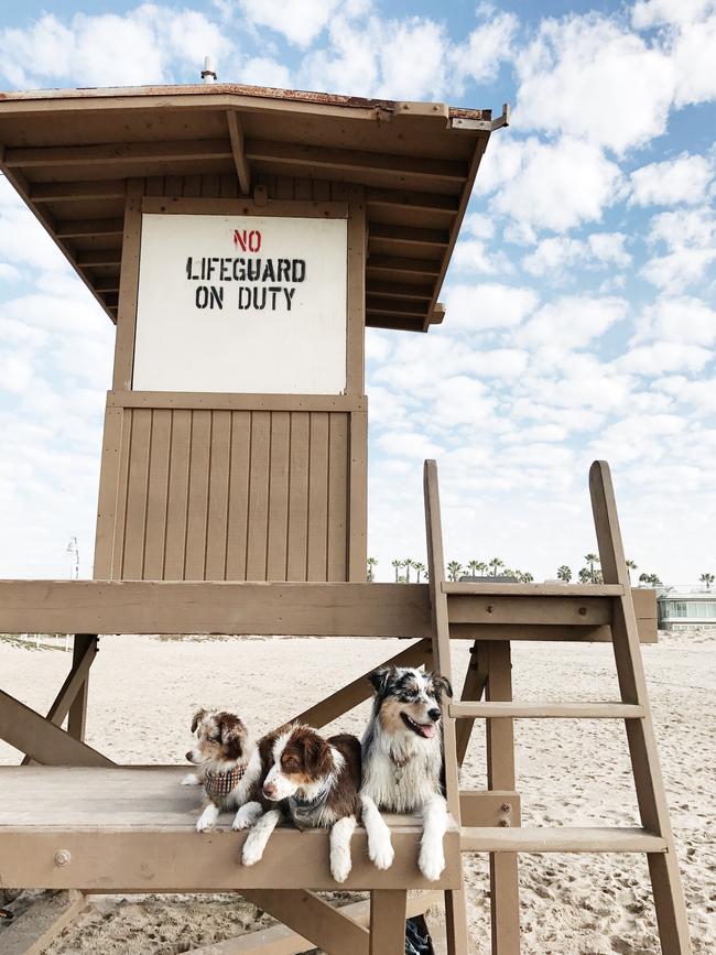 Lola the Mini Aussie ... “Life guarding hard with my crew” Picture: Instagram
