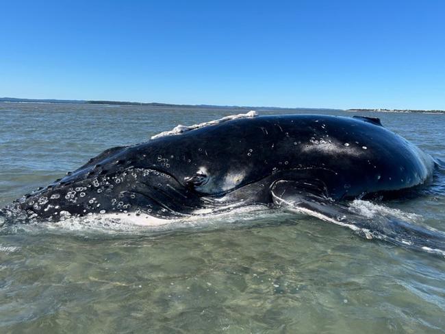 The humpback whale was successfully refloated after becoming stranded off the coast of Hervey Bay.