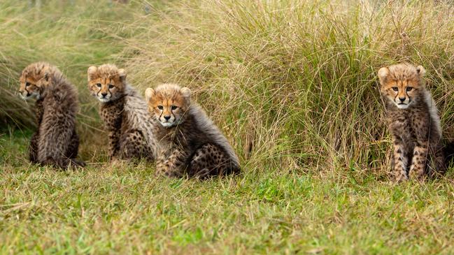 The cubs from left: Darcie, Dottie, Exton and Ezra.