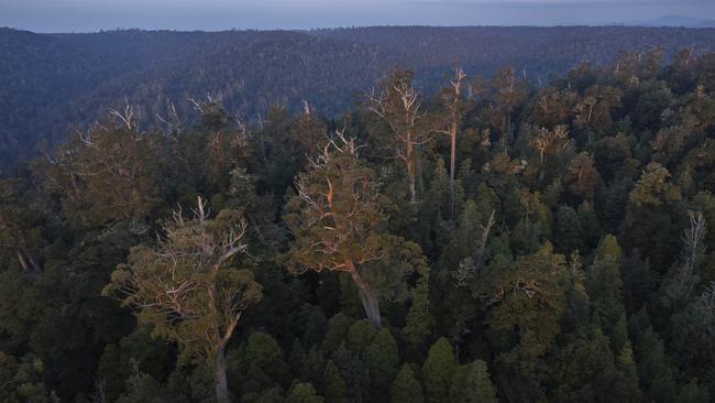 Forest areas in the Tarkine, one of the long-debated forested areas protested by environmental groups. Picture: Bob Brown Foundation