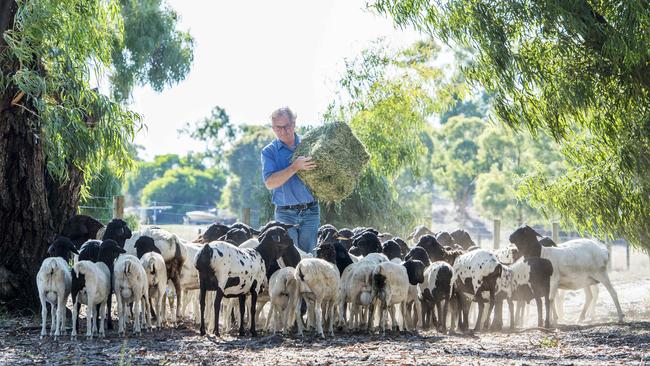 Colin Walker feeds out hay to his flock of Persians. Picture: Zoe Phillips