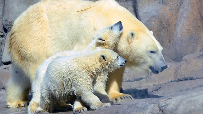 Polar bear cubs Suka and Sakari, born in November, 2012, are seen at the Toledo zoo. Zoos around the US will soon find out whether a beagle named Elvis can give them advance notice of polar bear pregnancies. Picture: AP