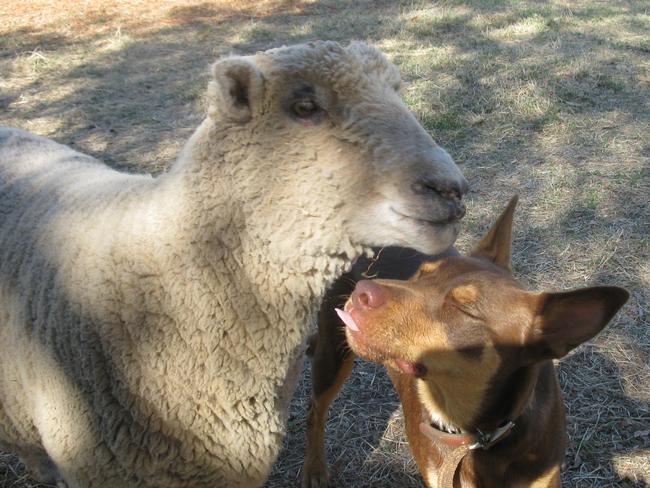 Puppy love: Kelpie Dave showing affection to Archie the sheep. Picture: Philippa Packer