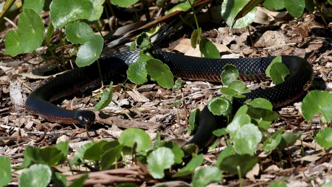 A red-bellied black snake. Picture: Damian Shaw