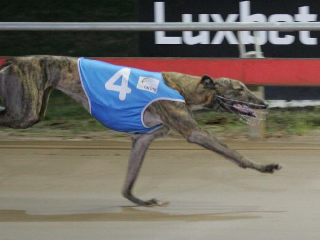 Anti-greyhound racing petition attracts record signatures