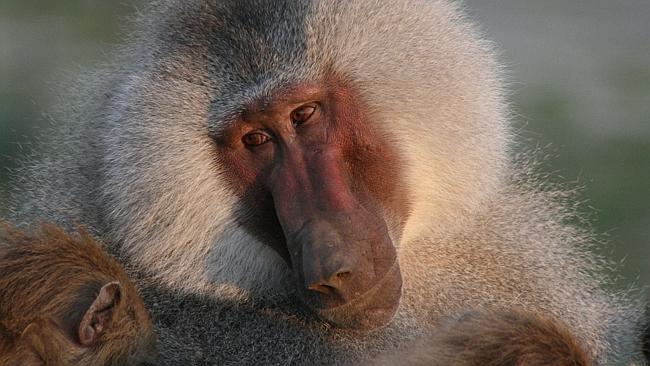 Male Hamadryas Baboon. Picture: Mat Pines. 