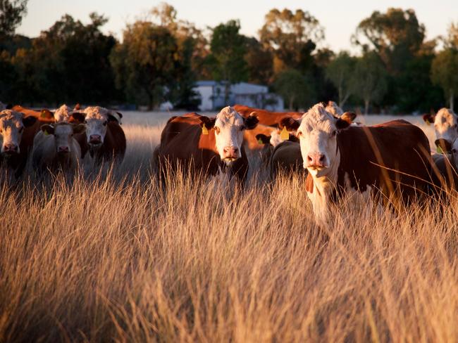 Herd of grass fed beef cattle sunset in rural NSW Australia staring at camera