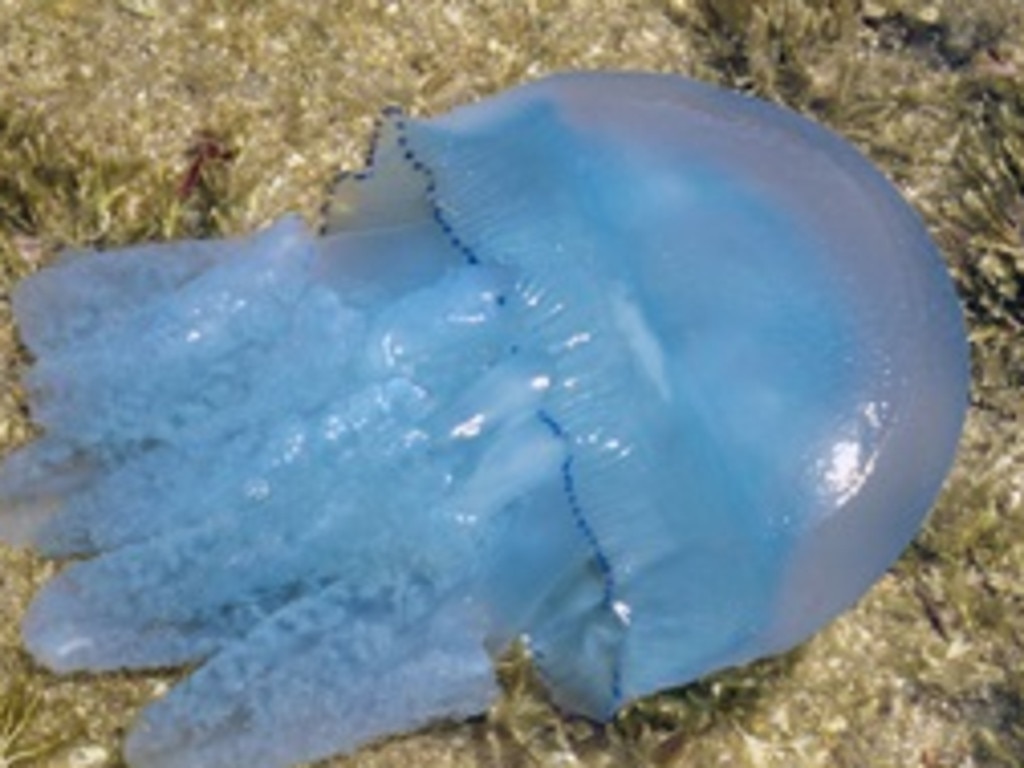 An image of the blue blubber (Catostylus mosaicus) hundreds of which have swarmed into the sea near Bribie Island. Picture: Queensland Museum