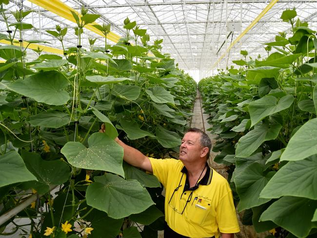 Family Fresh Farms facility manager Andrew Young in the state of the art greenhouse at Peats Ridge. Pic: AAP Image/Troy Snook