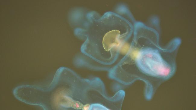 A two-week old crown-of-thorns starfish larvae viewed under a florescence microscope by marine science researchers at the University of Queensland and Southern Cross University’s Marine Science Centre at Coffs Harbour.