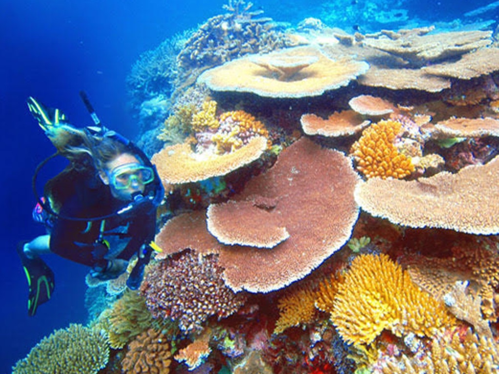 Great Barrier Reef: tourism veteran says coral is alive and well | The ...