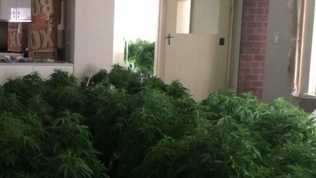 Some of the 2200 cannabis plants inside a kitchen.