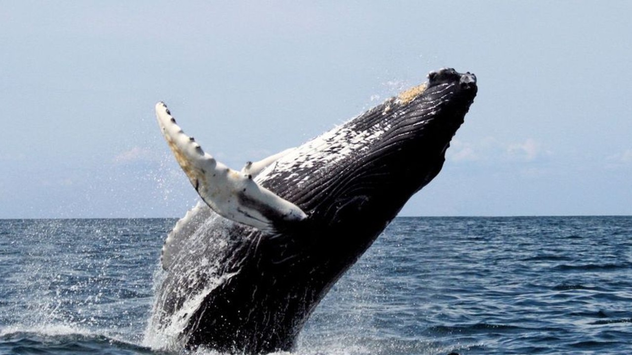 The Mackay region had a wealth of places to spot whales on their annual migration past the region.