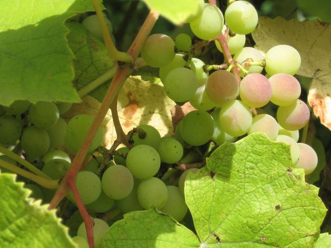 Undated : Grapes growing on the vine.