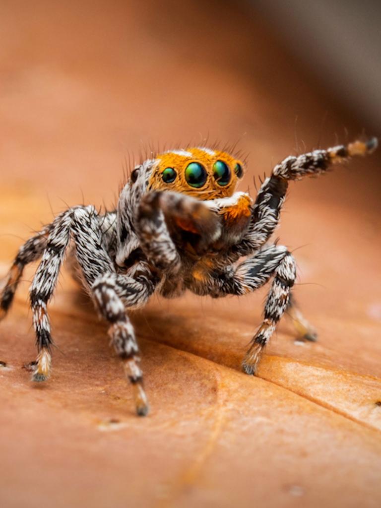 Seven new species of Australia's colourful 'dancing' peacock spider  discovered - ABC News