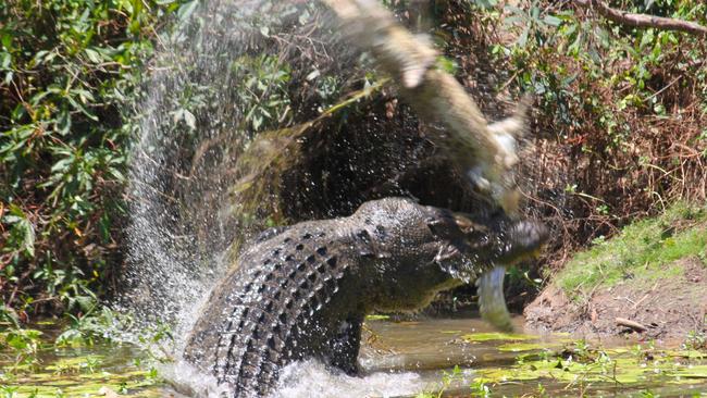 In 2015 Sandra Bell took these spectacular photos of a croc eating another croc at Rinyirru (Lakefield) National Park (CYPAL) in Tropical North Queensland.