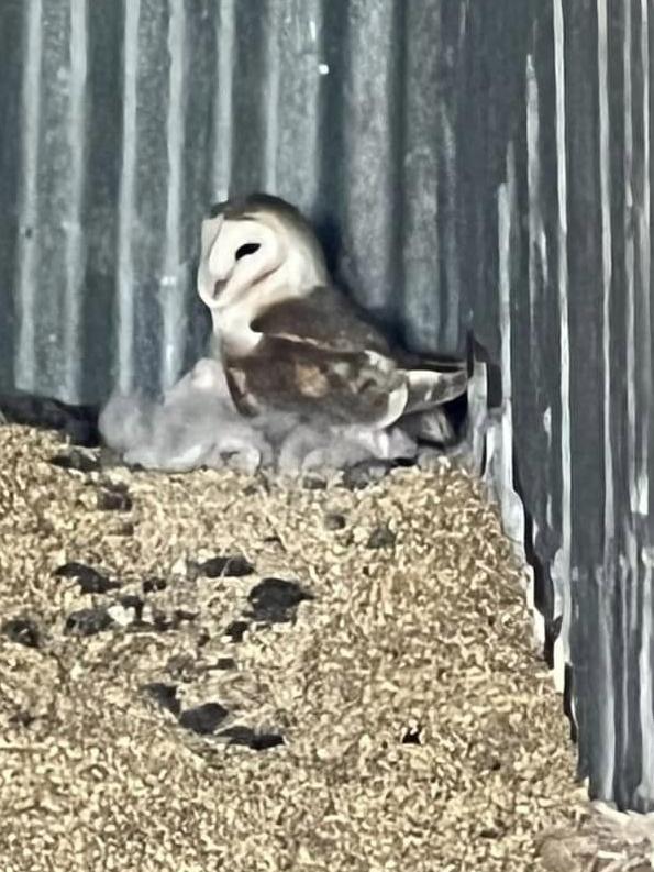 The baby owlets soon hatched. Picture: Katelyn Boughen