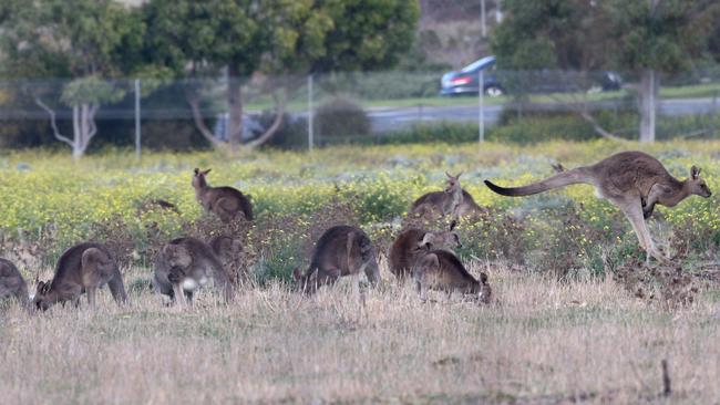 The Kangaroo Harvesting Program, which previously used meat for pet food, will now process the meat for humans. Picture: Hamish Blair