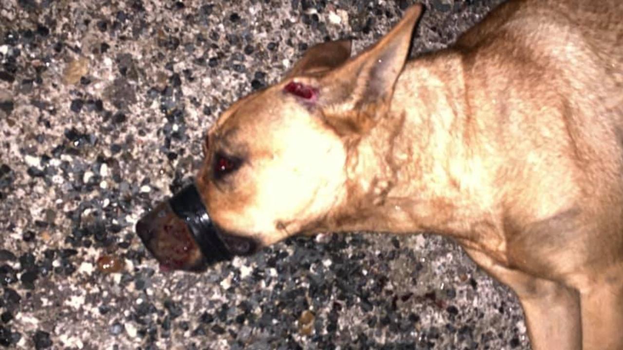 Silverdale Illegal dog fighting rings under investigation in